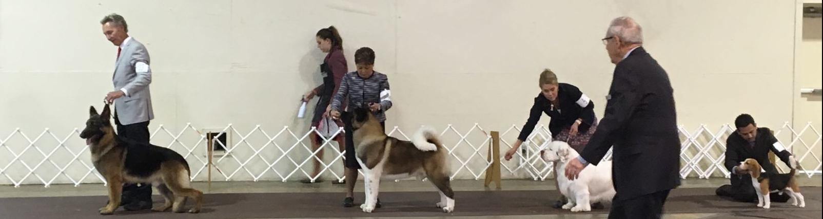 Dogs Show - Best in Show nominees